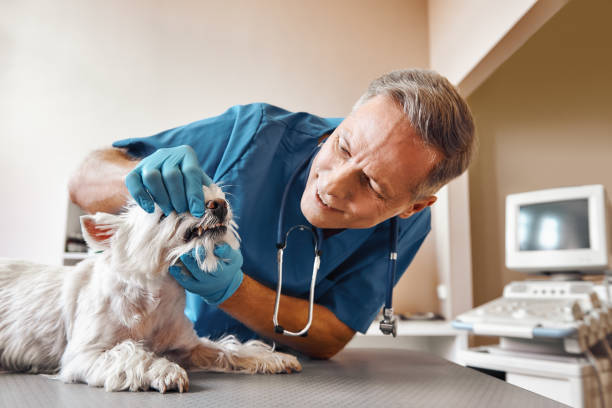 Best Emergency Dental Extractions in Pennsboro, WV